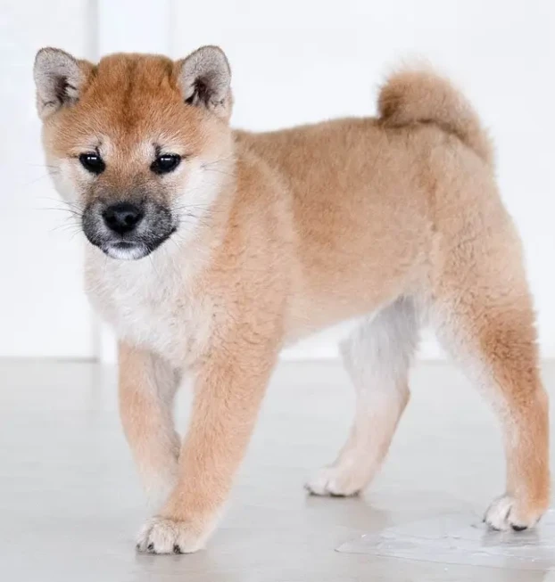 {{brizy_dc_image_alt entityId=