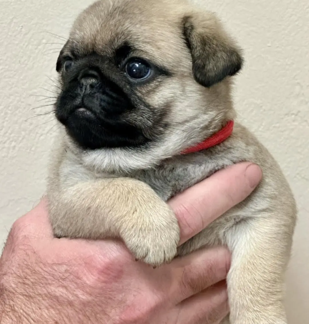 {{brizy_dc_image_alt entityId=