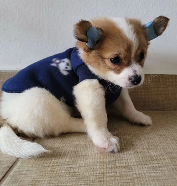 {{brizy_dc_image_alt entityId=