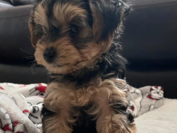 {{brizy_dc_image_alt entityId=