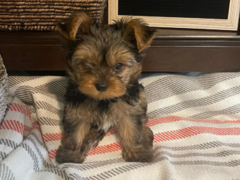 {{brizy_dc_image_alt entityId=