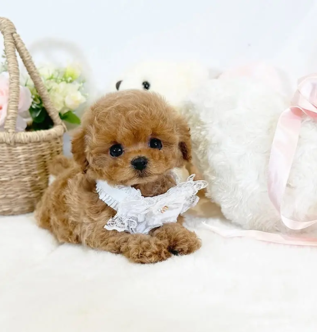 {{brizy_dc_image_alt entityId=