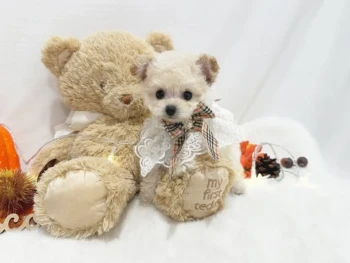 {{brizy_dc_image_alt entityId=