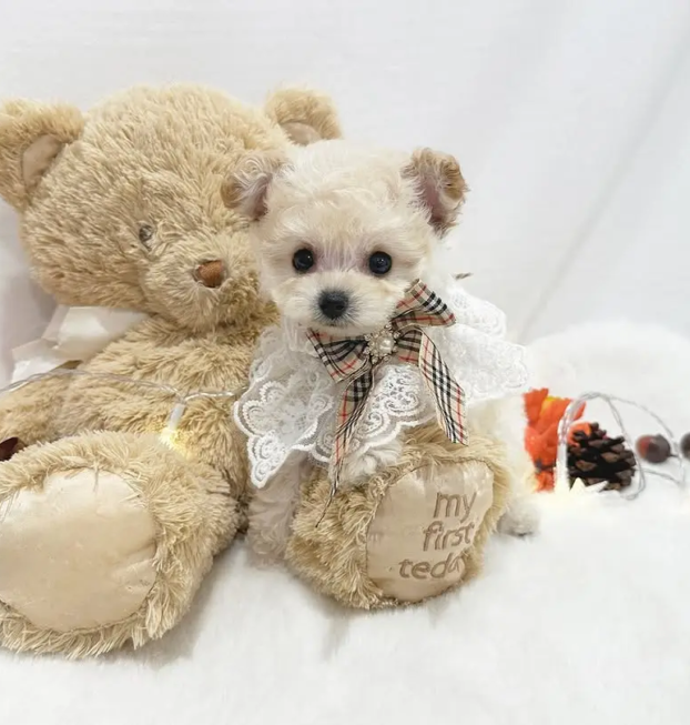 {{brizy_dc_image_alt entityId=