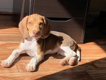 {{brizy_dc_image_alt entityId=