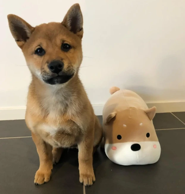 {{brizy_dc_image_alt entityId=