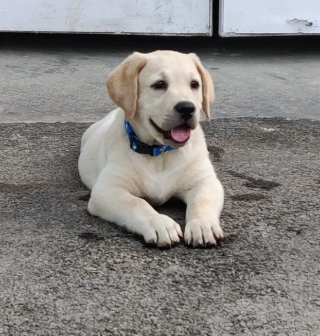 {{brizy_dc_image_alt entityId=